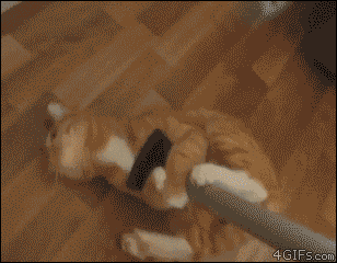 A gif of a cat clinging to a mop